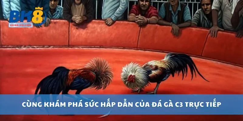 Cùng khám phá sức hấp dẫn của đá gà C3 trực tiếp