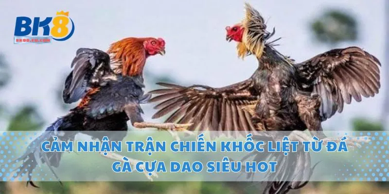 Cảm Nhận Trận Chiến Khốc Liệt Từ Đá Gà Cựa Dao Siêu Hot