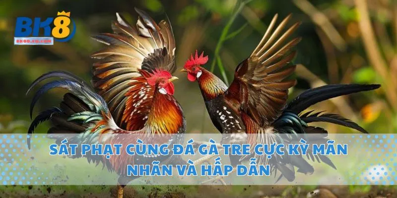 Sát Phạt Cùng Đá Gà Tre Cực Kỳ Mãn Nhãn Và Hấp Dẫn